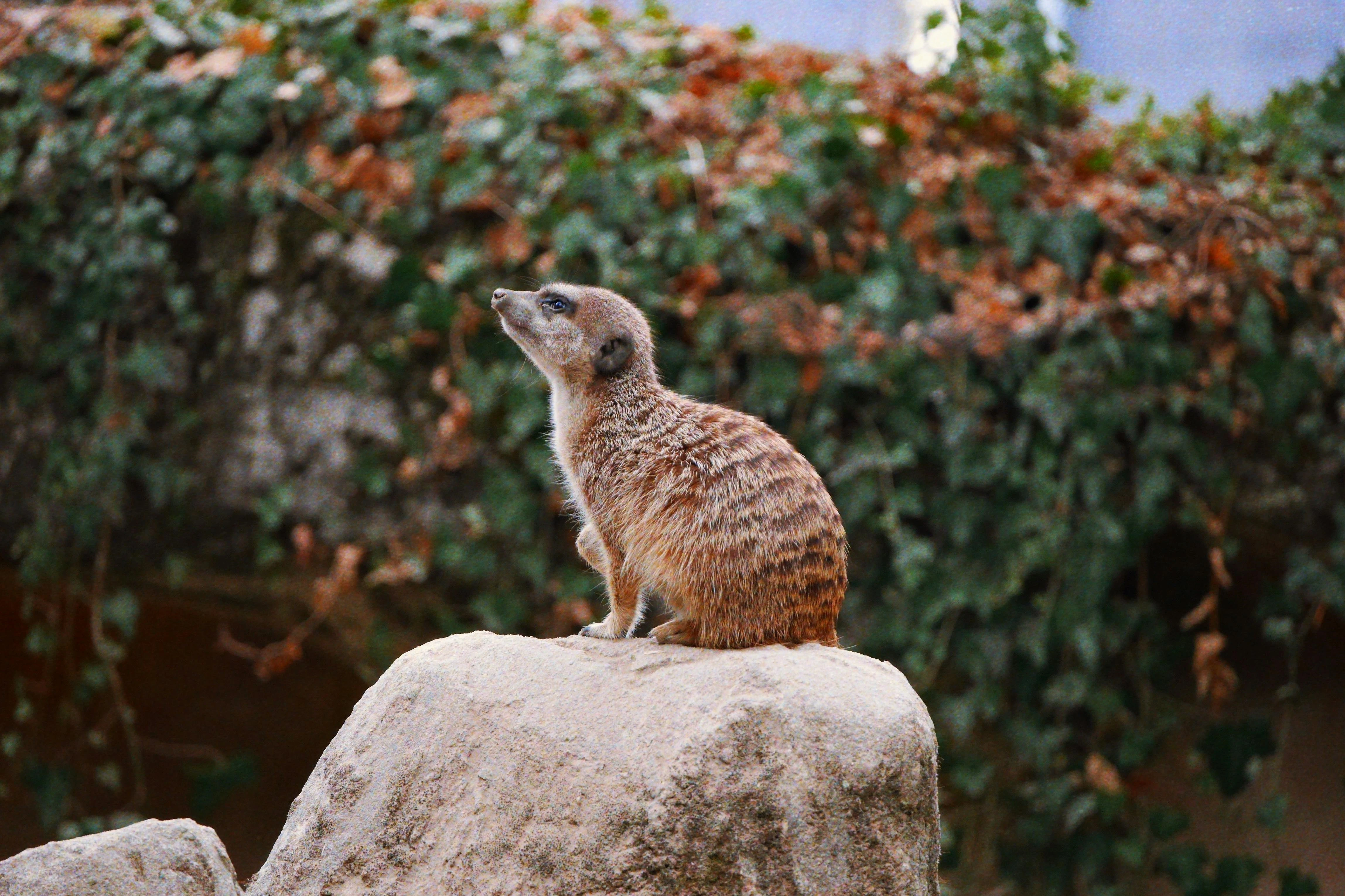 Spotting Mongoose means good luck and fortune